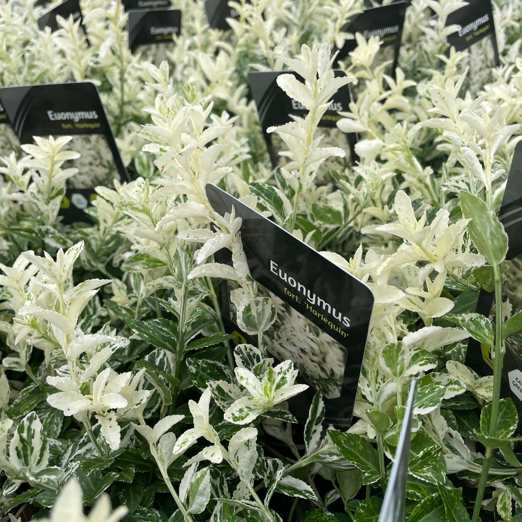 Euonymus fortunei 'Harlequin' 9cm / 1.5L / 2L