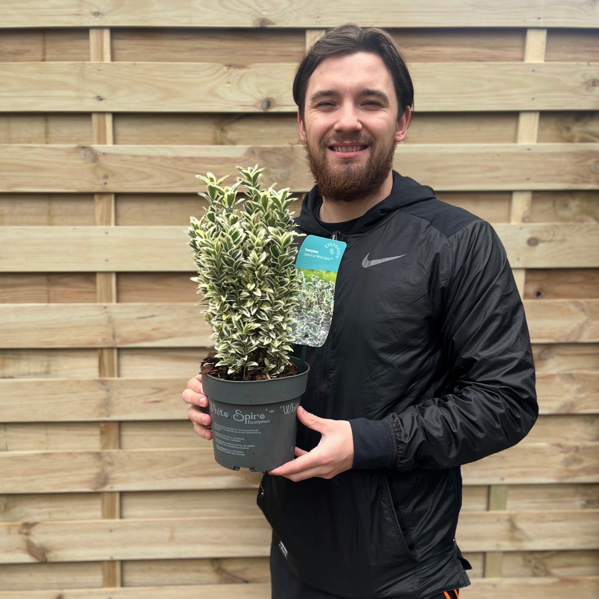Euonymus japonicus 'White Spire' 9cm-4L (Multibuy Offers Available)