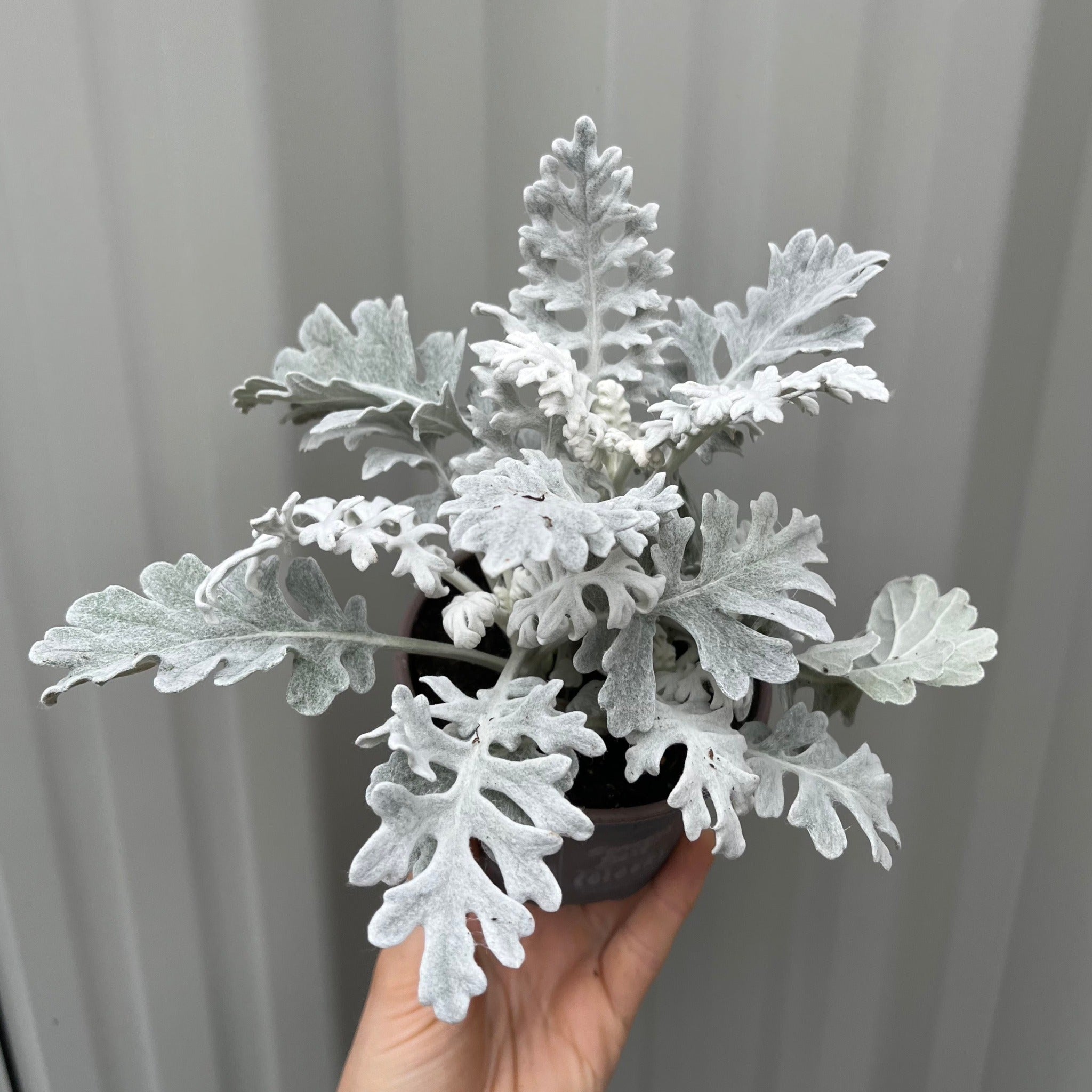 3 x Cineraria 'Silver Dust' (9cm Pots)
