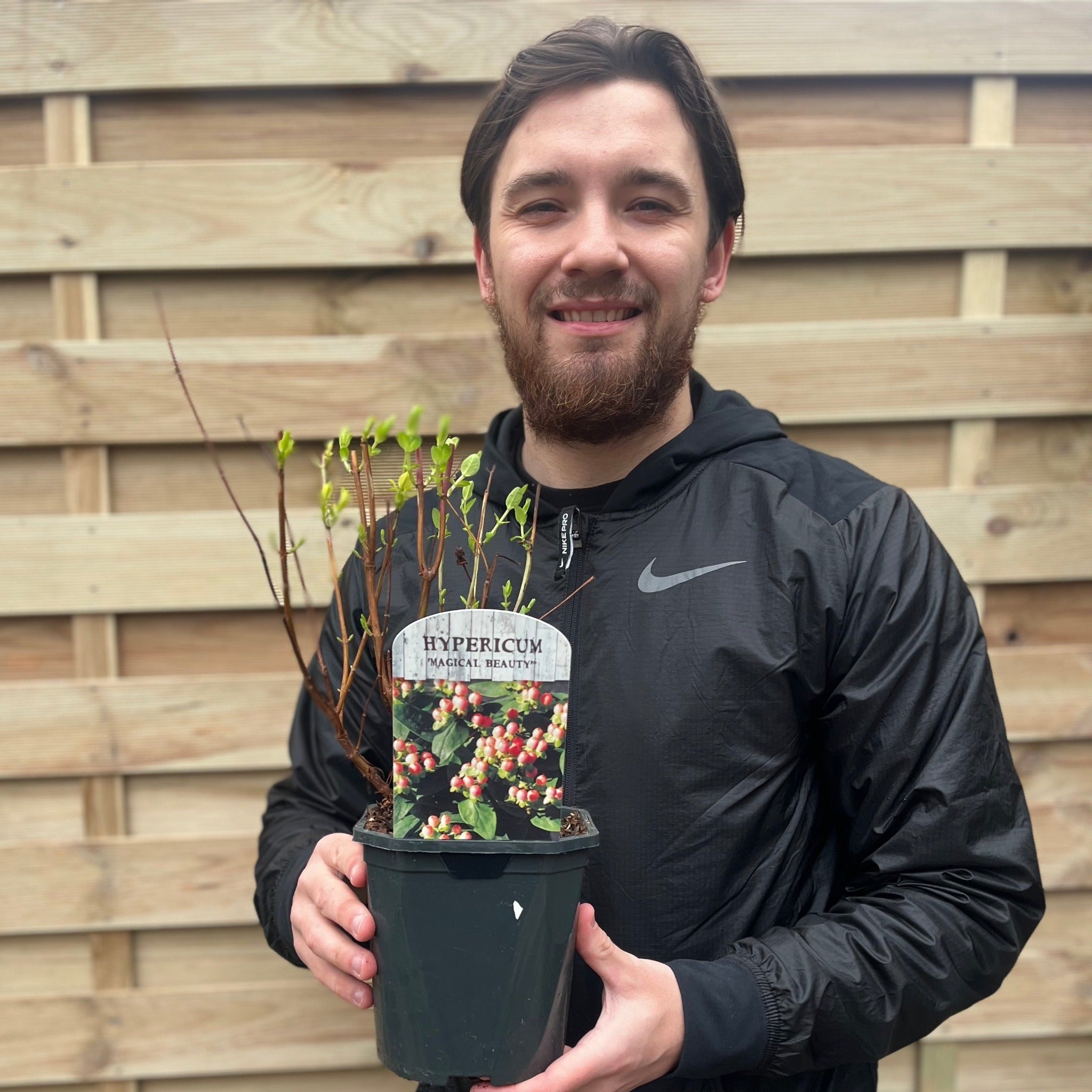 Hypericum 'Magical Beauty' 2L
