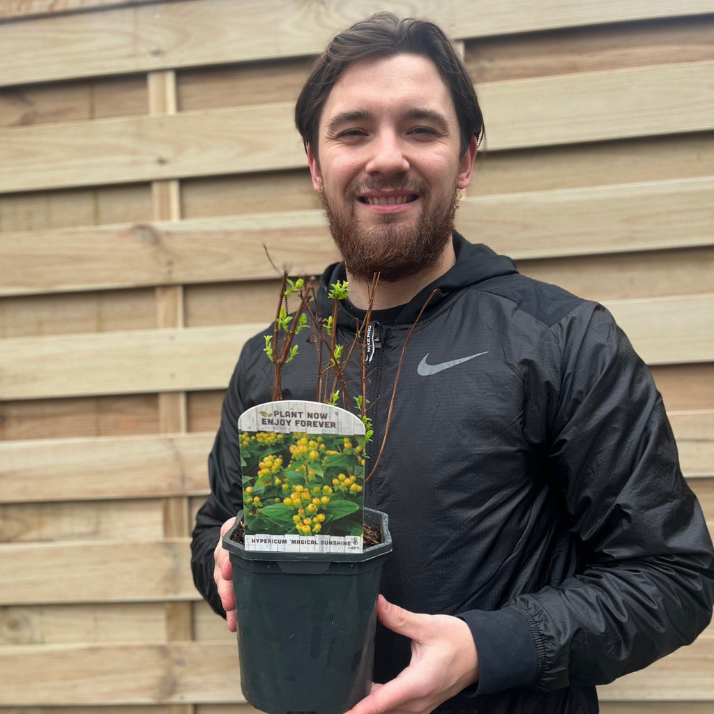 Hypericum 'Magical Sunshine' 2L