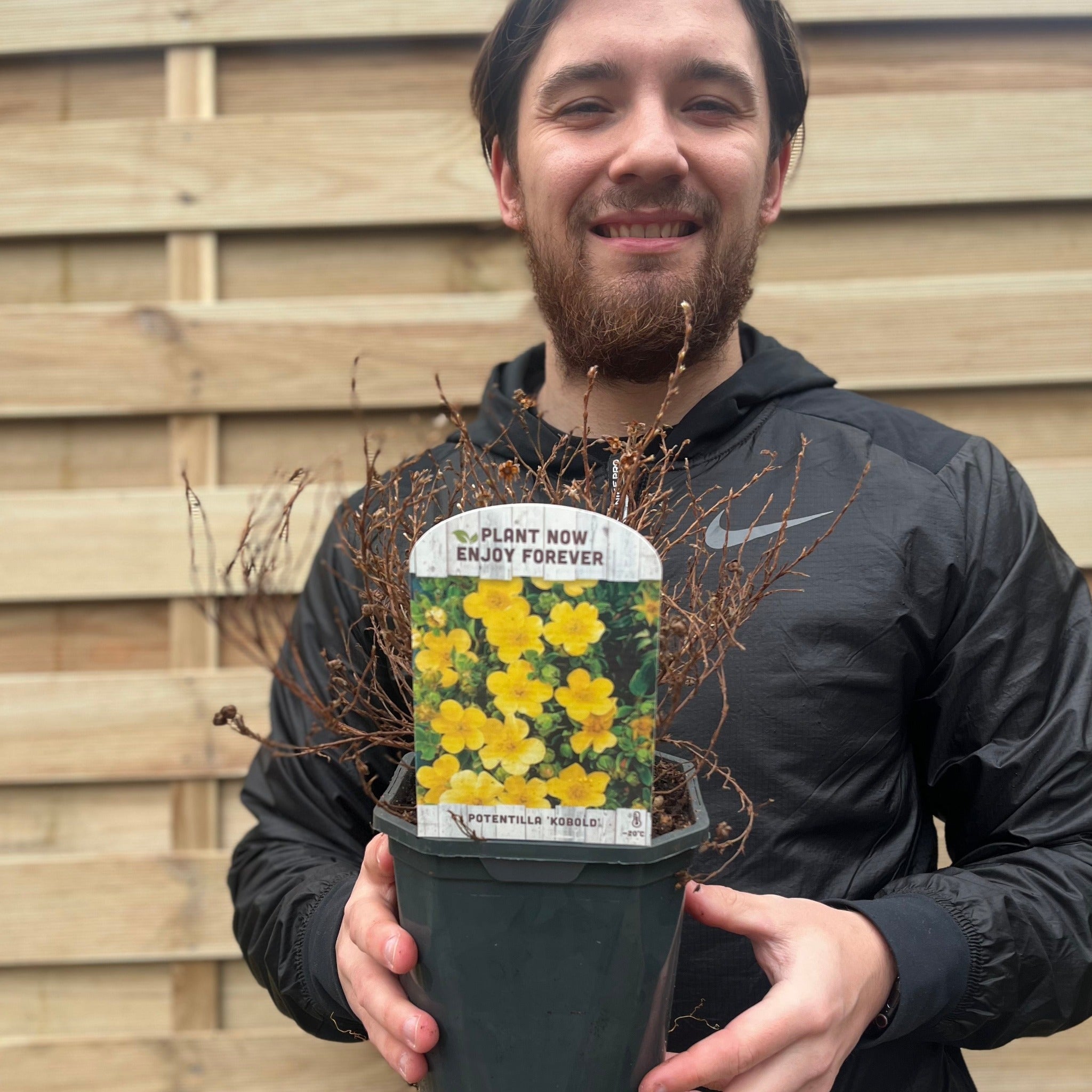 Potentilla fruticosa 'Kobold' 2L