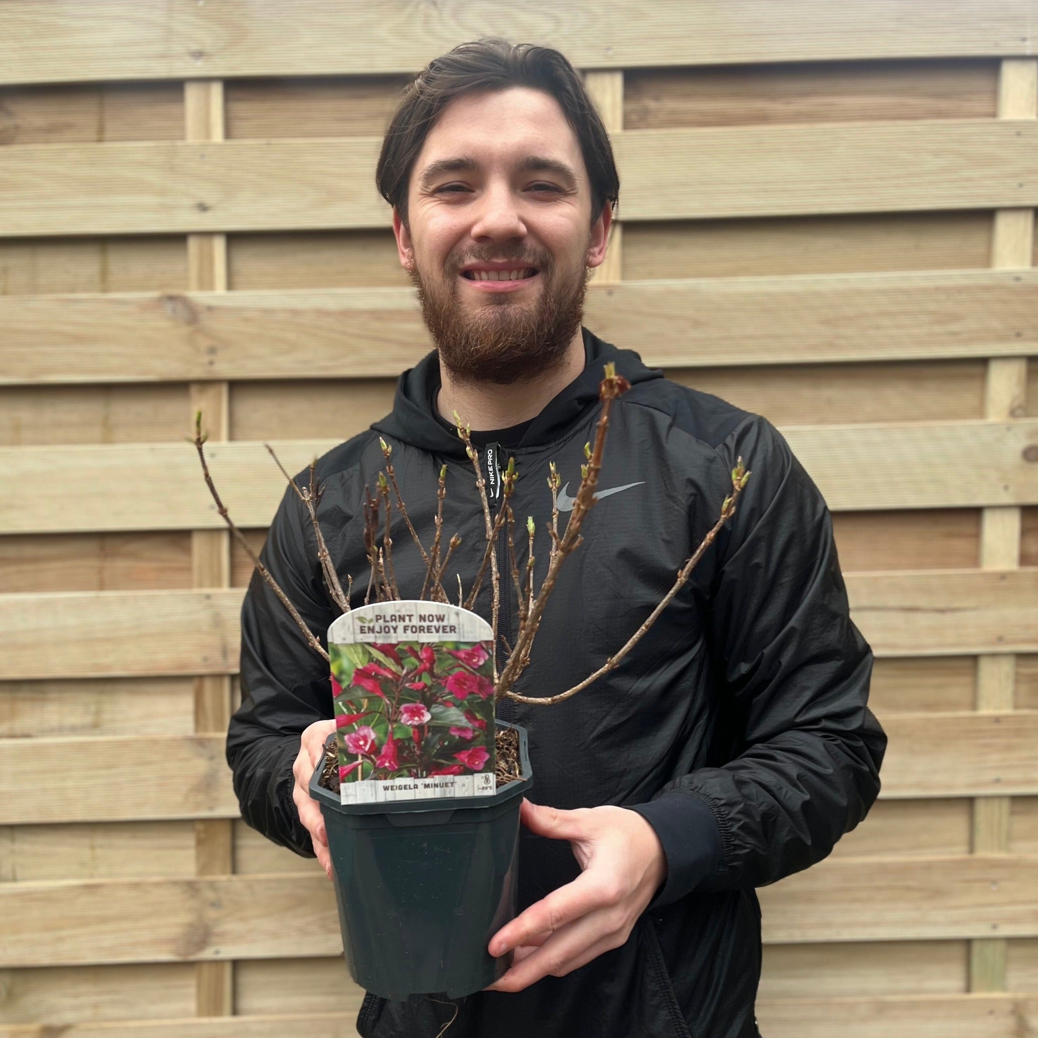 Weigela 'Minuet' 1L / 2L