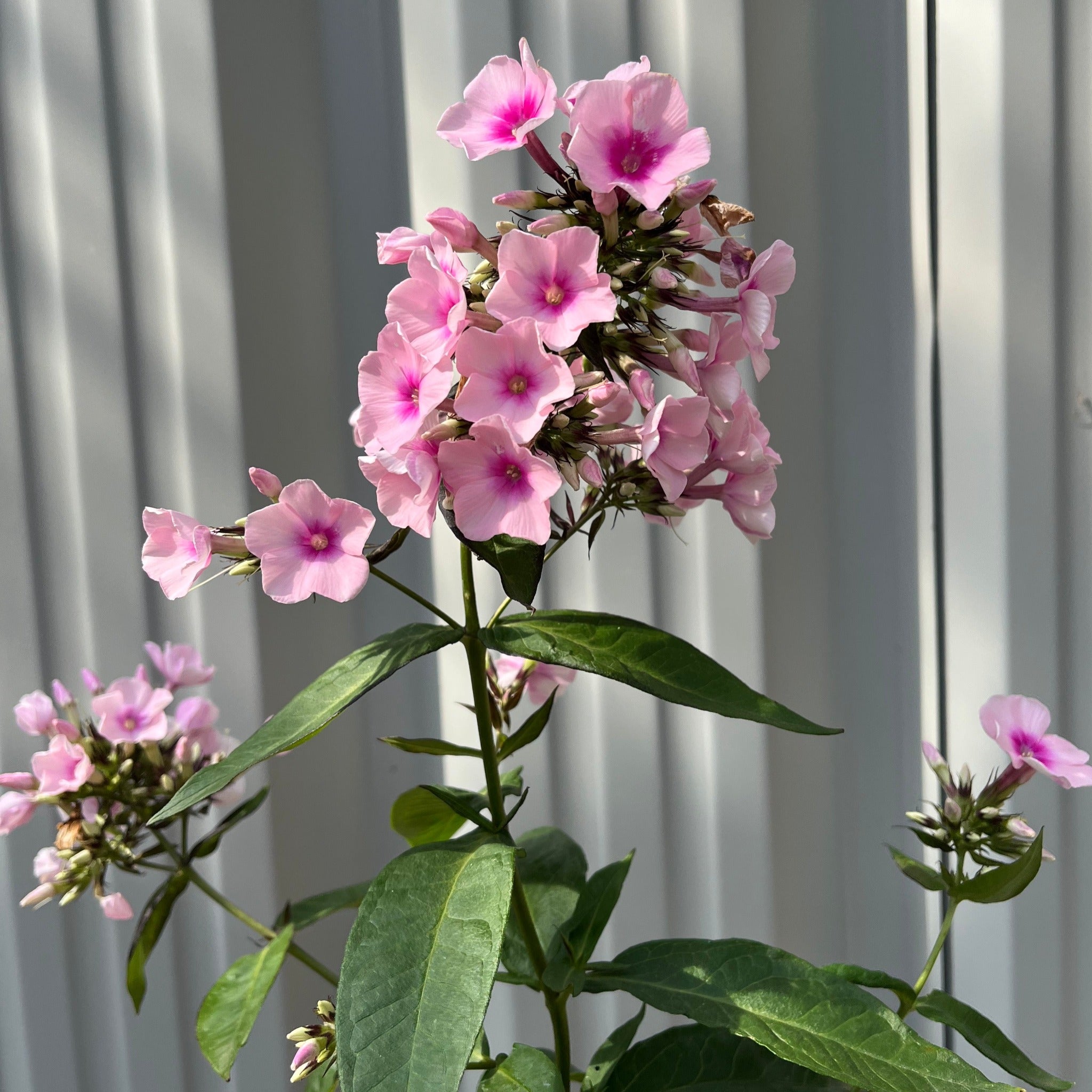Phlox paniculata 'Bright Eyes' 9cm