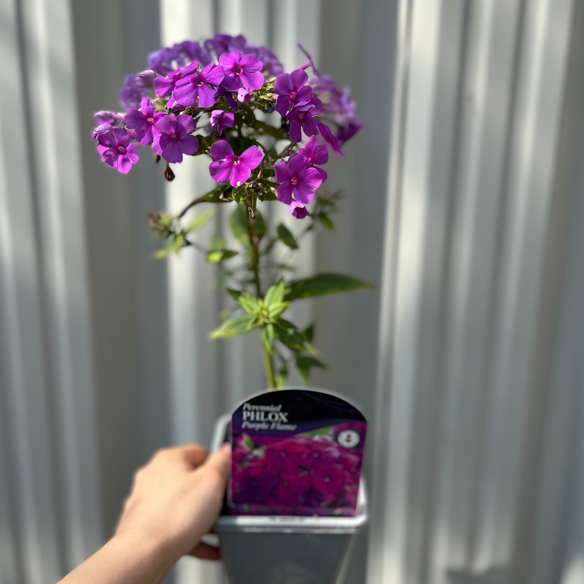 Phlox paniculata 'Purple Flame' 1L