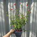 Salvia 'Hot Lips' 9cm/2L
