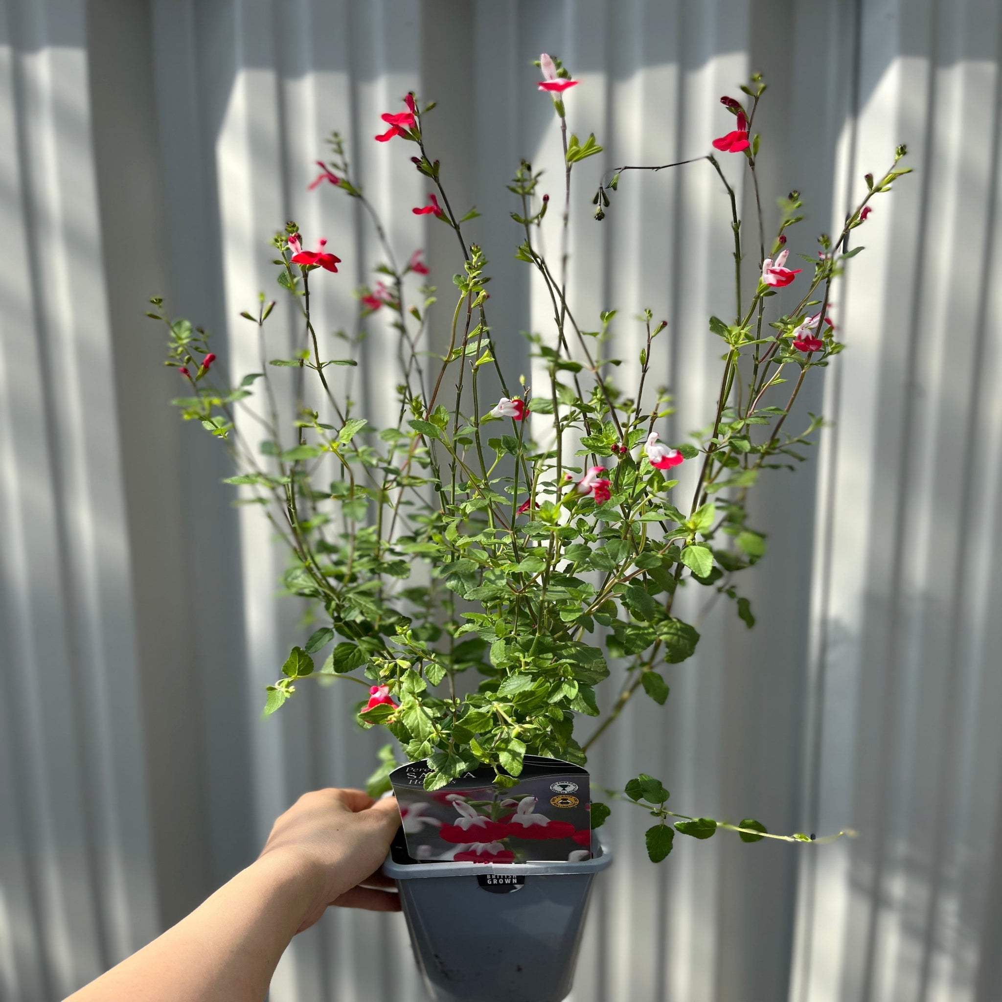 Salvia 'Hot Lips' 9cm/2L