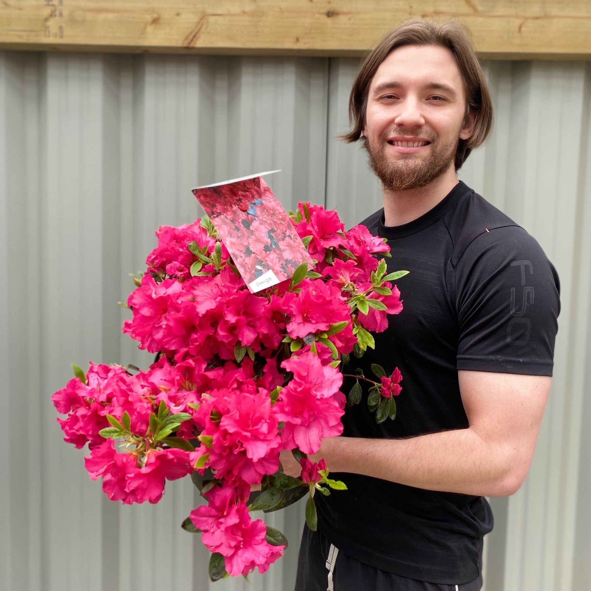 Azalea 'Geisha Red' 10L