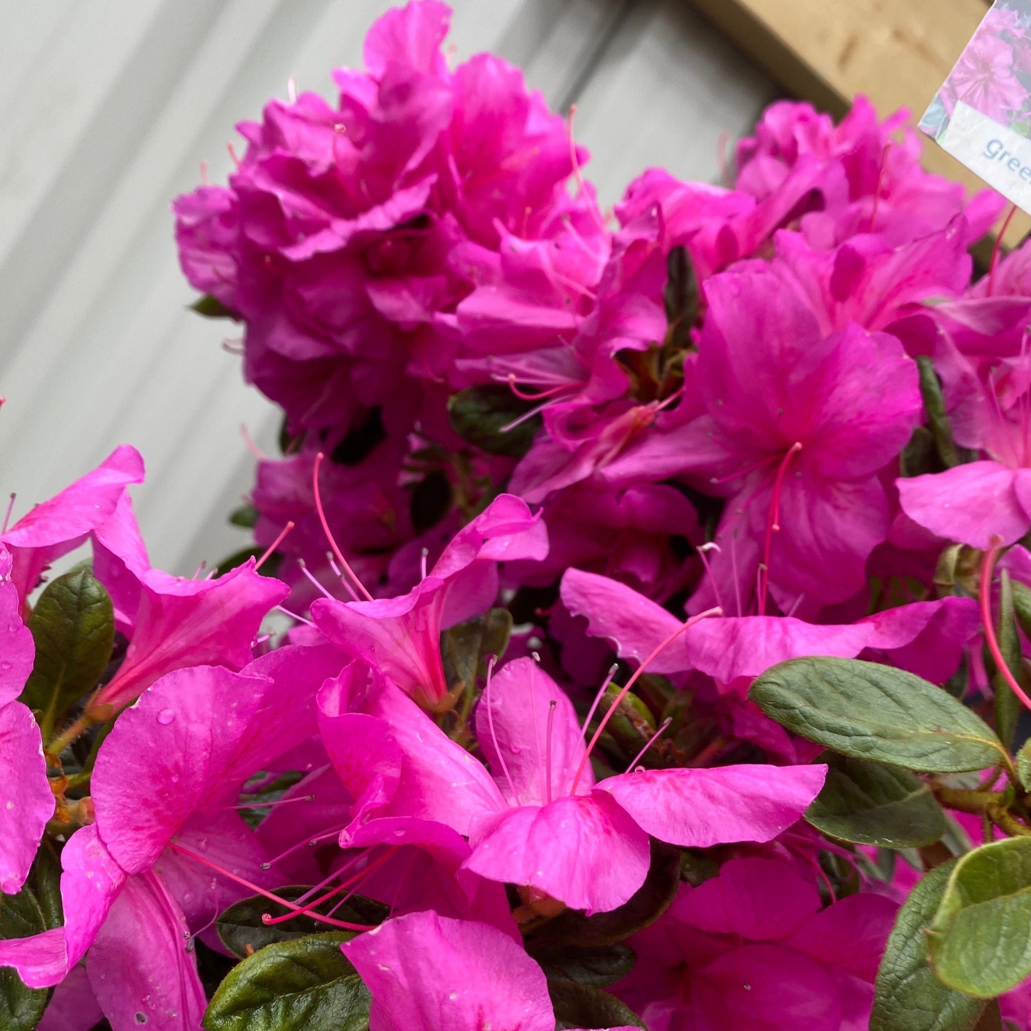 Azalea 'Koningstein' 10L