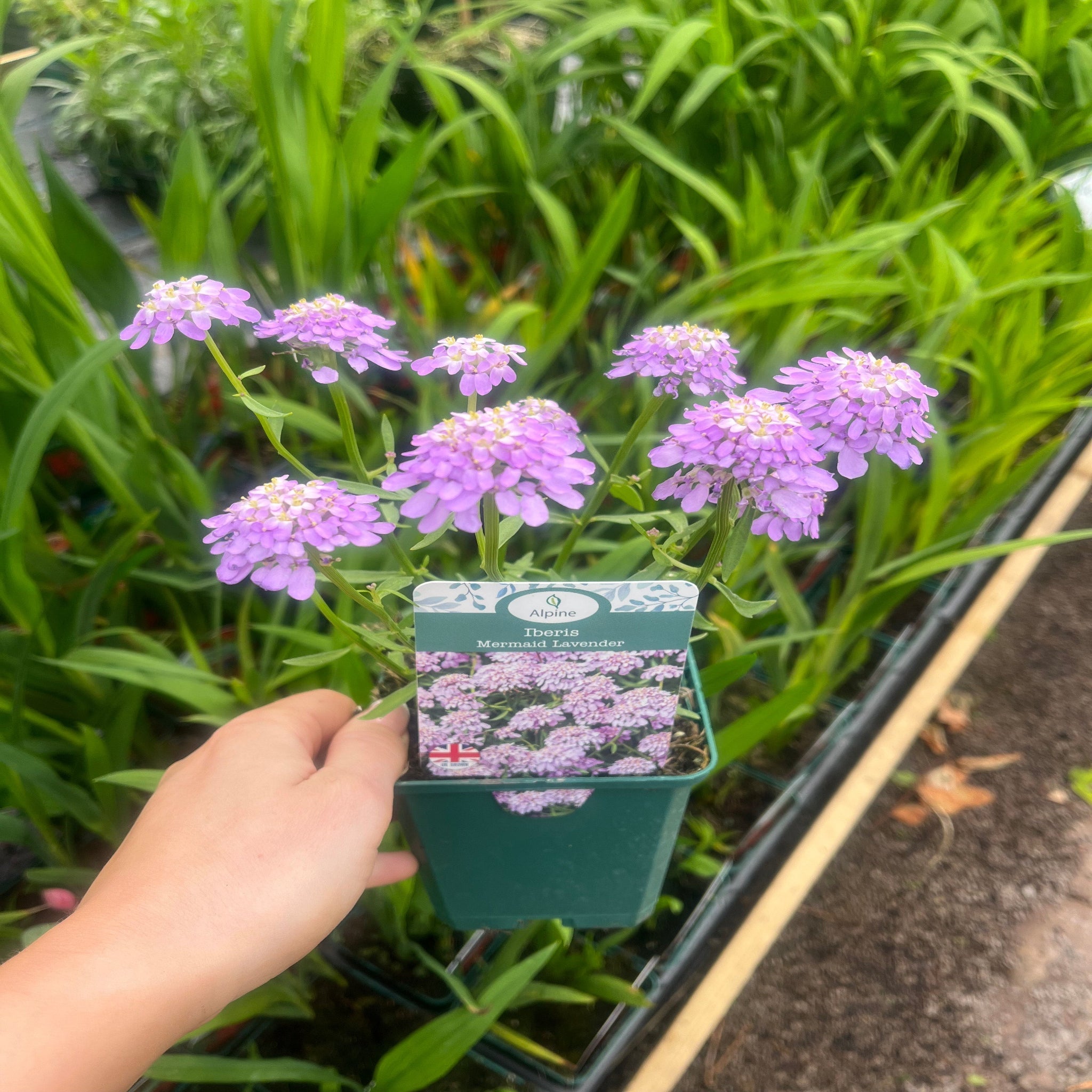 Iberis 'Mermaid Lavender' 9cm/1.5L