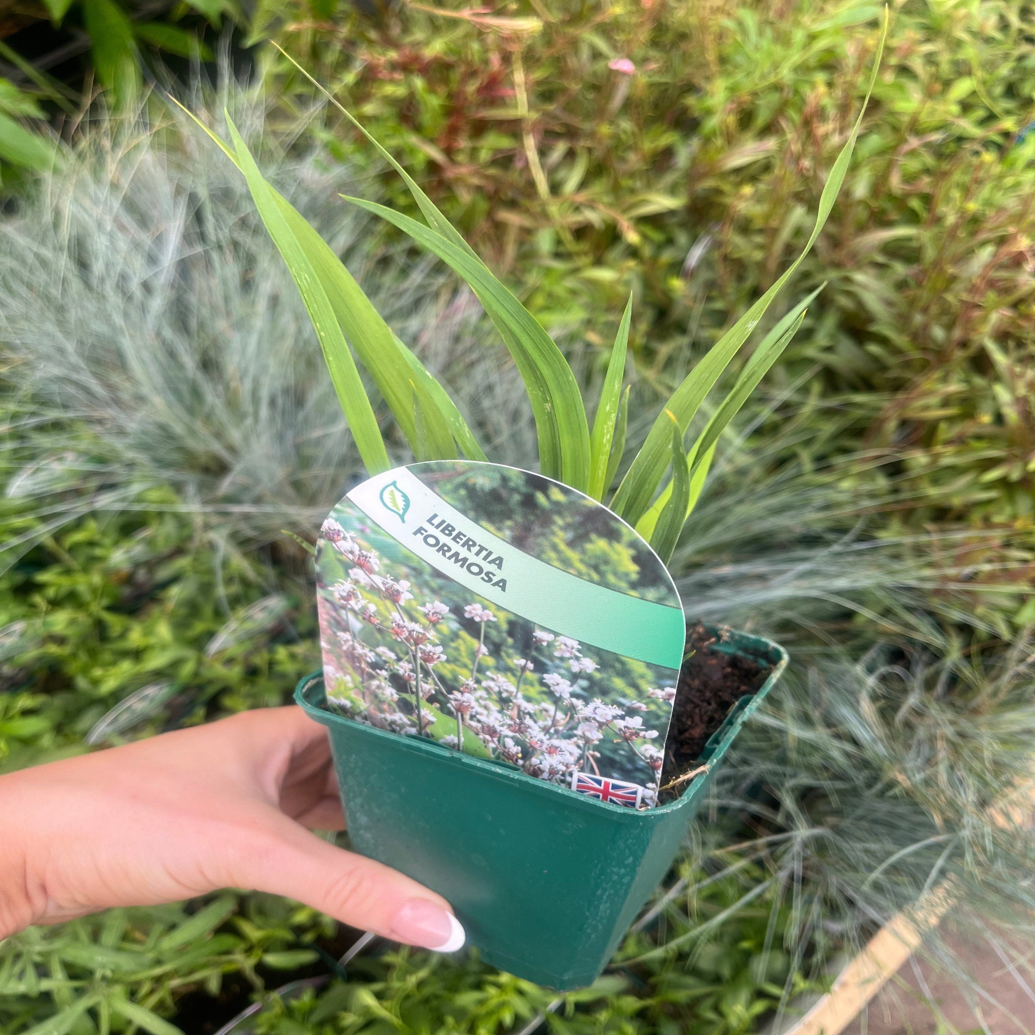 Libertia formosa 9cm/2L