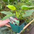 Rudbeckia Green Wizard (9cm)