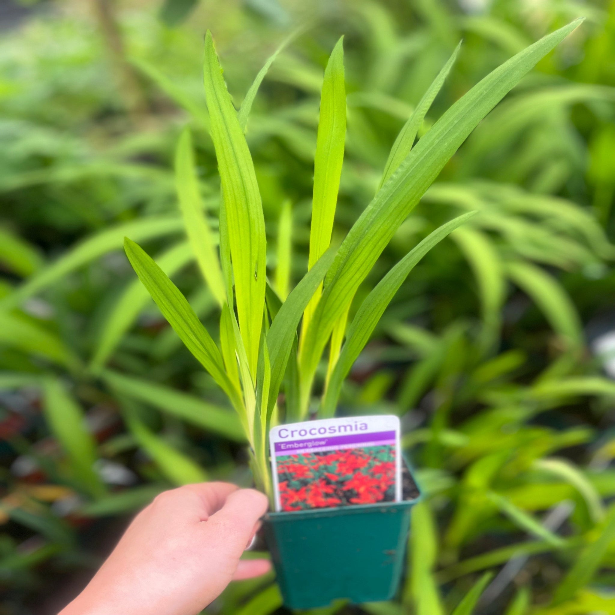 Crocosmia x crocosmiiflora 'Emberglow' 9cm/2L