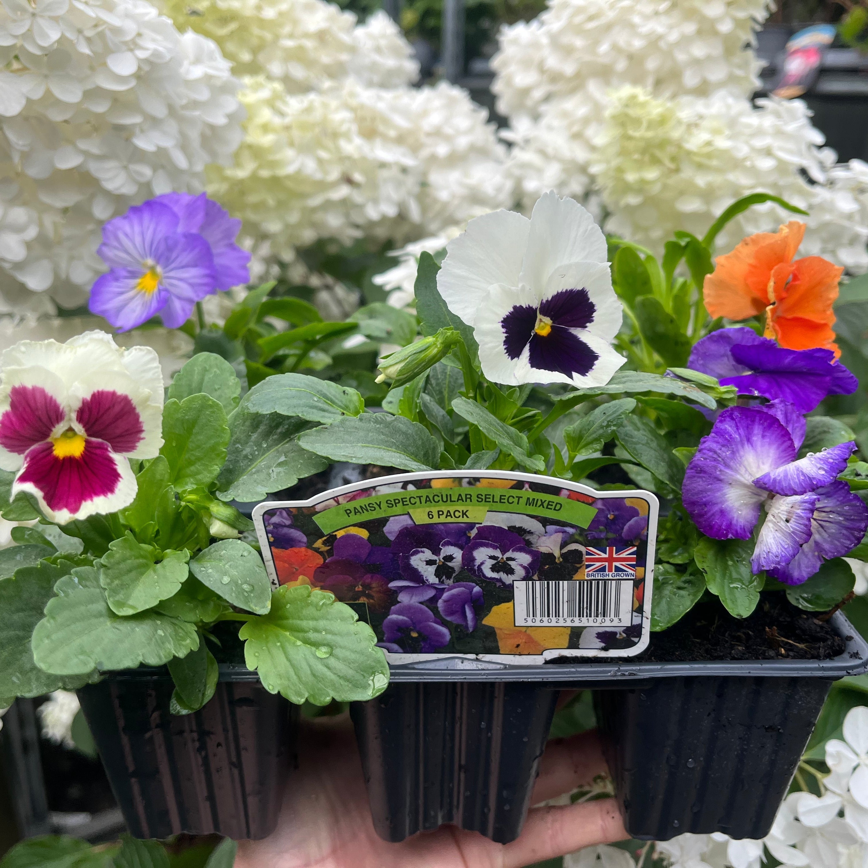 20 Pack Pansy Tray