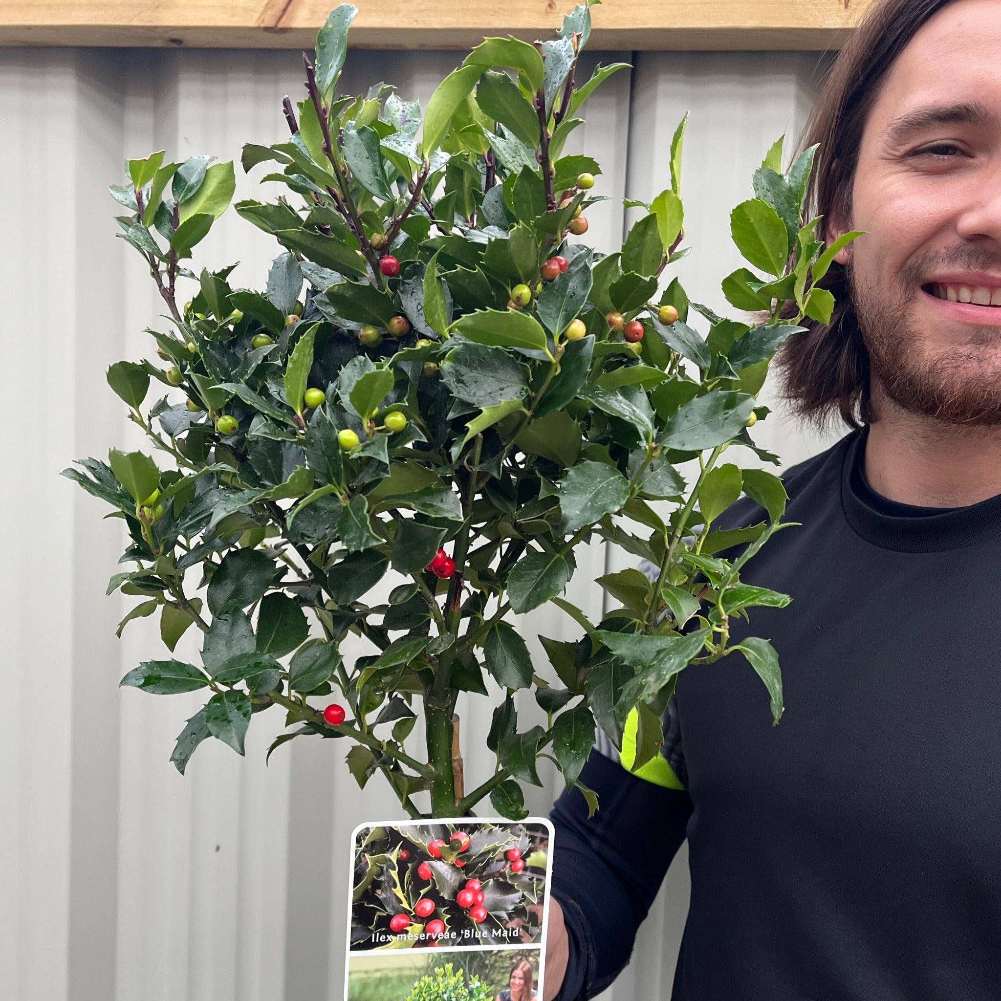 Standard Holly Tree | Ilex meserveae 'Blue Maid' | 50-60cm, 80-90cm