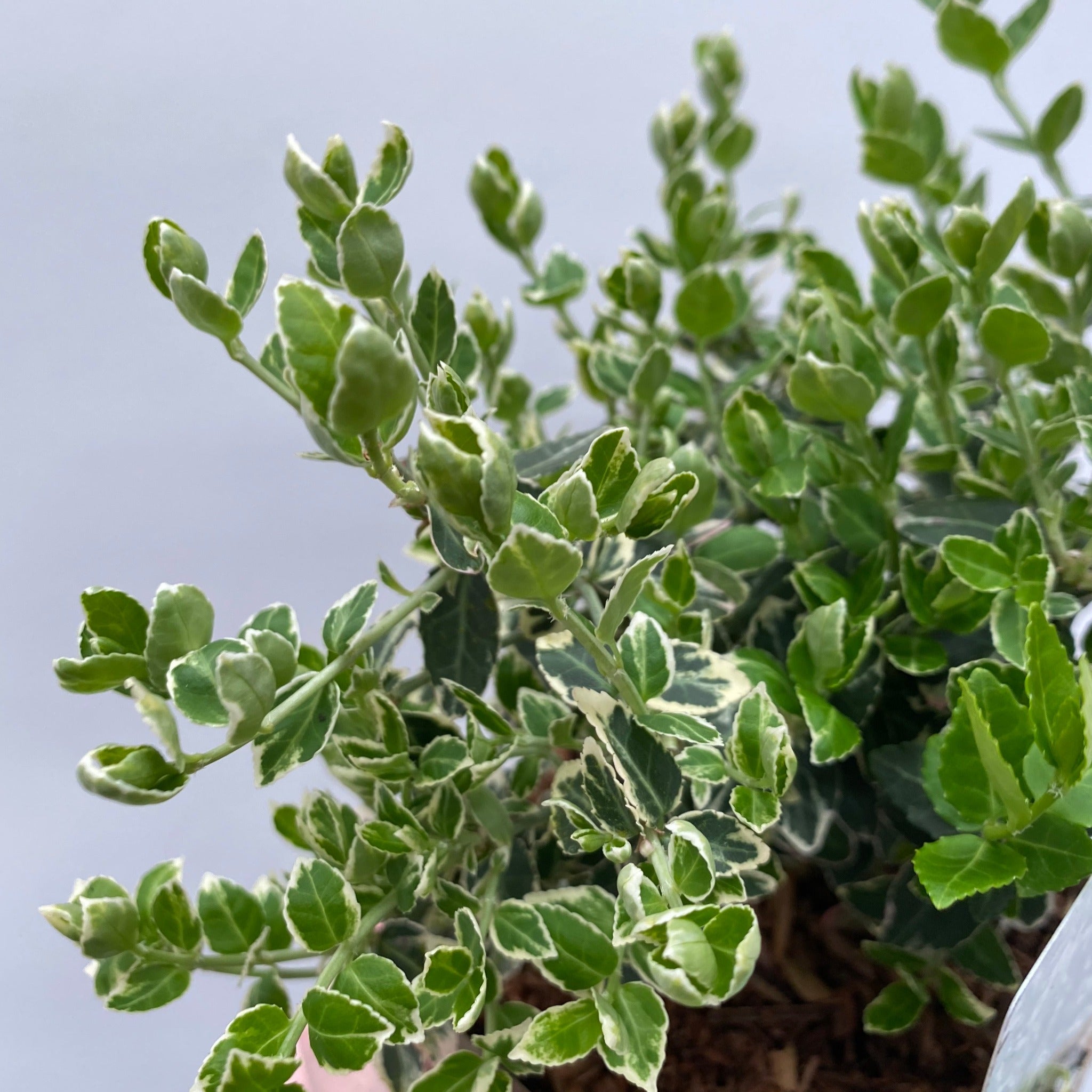 Euonymus fortunei ‘Emerald Gaiety’ 1L / 5L