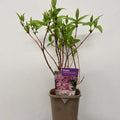 Deutzia x hybrid 'Strawberry Fields' 1L/2L