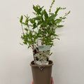 Deutzia gracilis 1L/2L