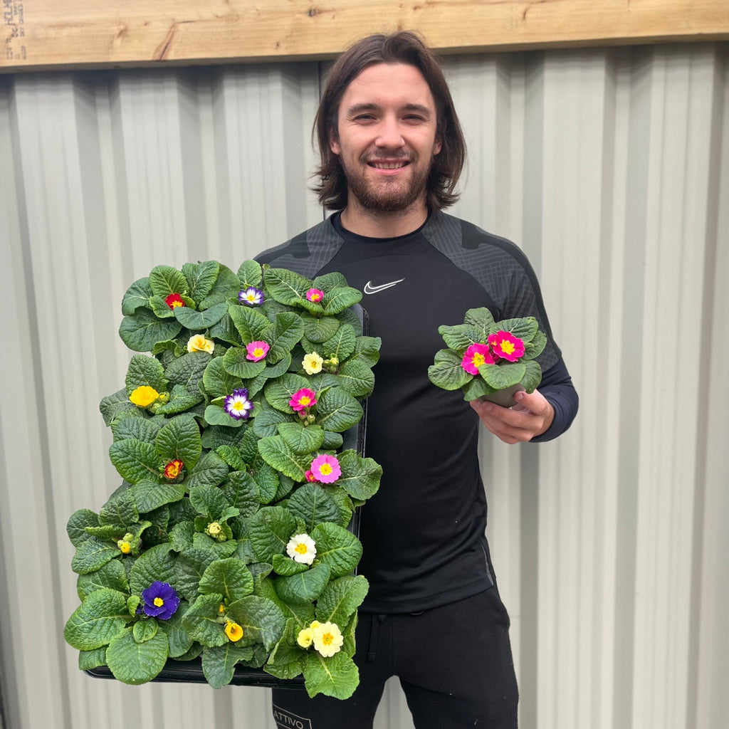 3 x 9cm Primula Pots | Primula/Primroses