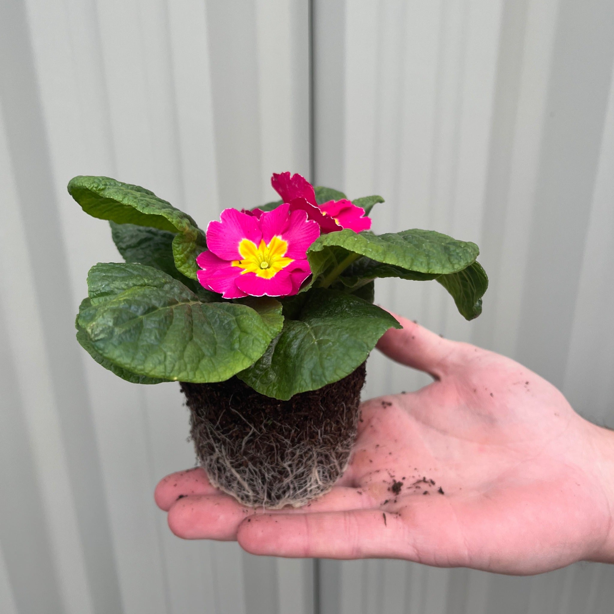 3 x 9cm Primula Pots | Primula/Primroses