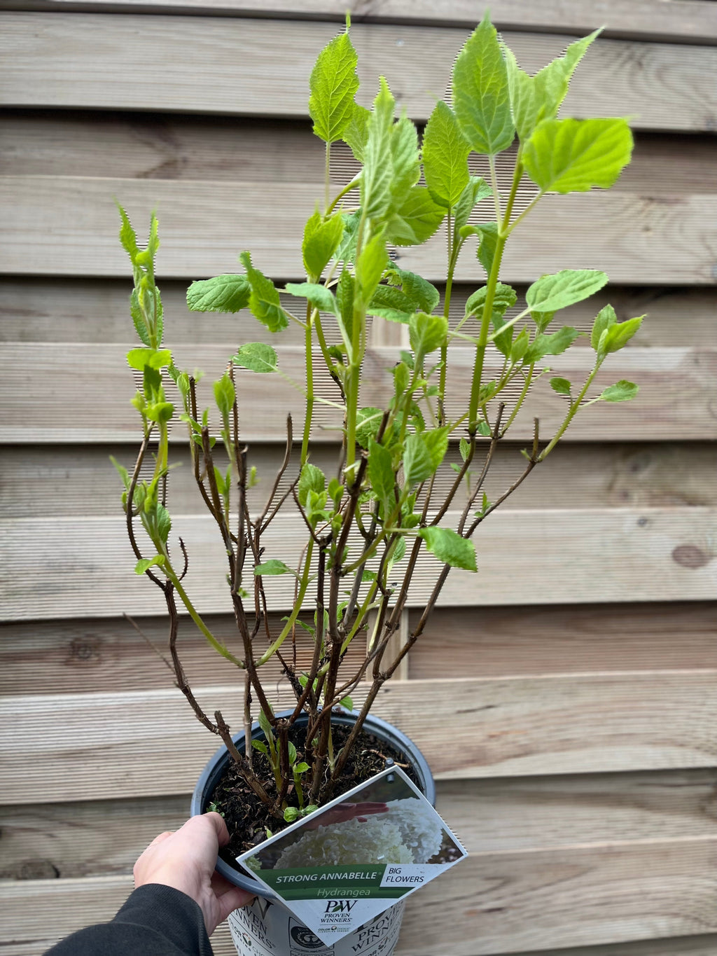 Hydrangea arborescens 'Incrediball' / 'Strong Annabelle' 3L / 5L / 7.5L / 10L / 20L