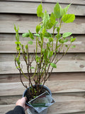 Hydrangea arborescens 'Incrediball' / 'Strong Annabelle' 3L / 5L / 7.5L / 10L / 20L