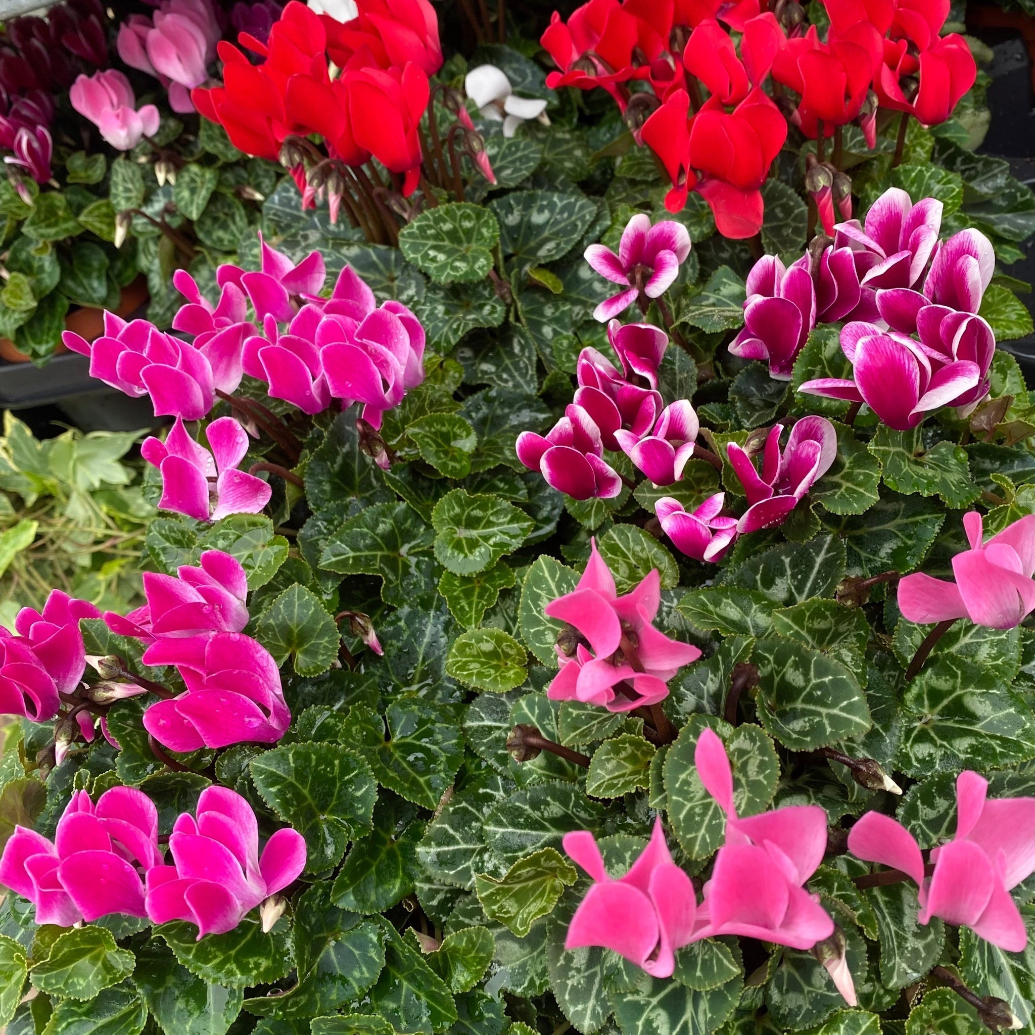 Cyclamen Mix of 3 Plants (3 x 9cm Pots)