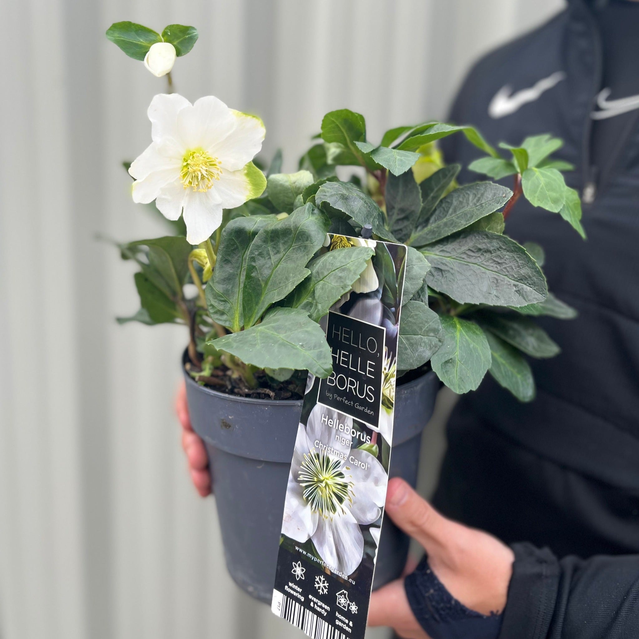 Helleborus nyger 'Christmas Carol' | Christmas Rose | Hellebore | 9cm-2L Available