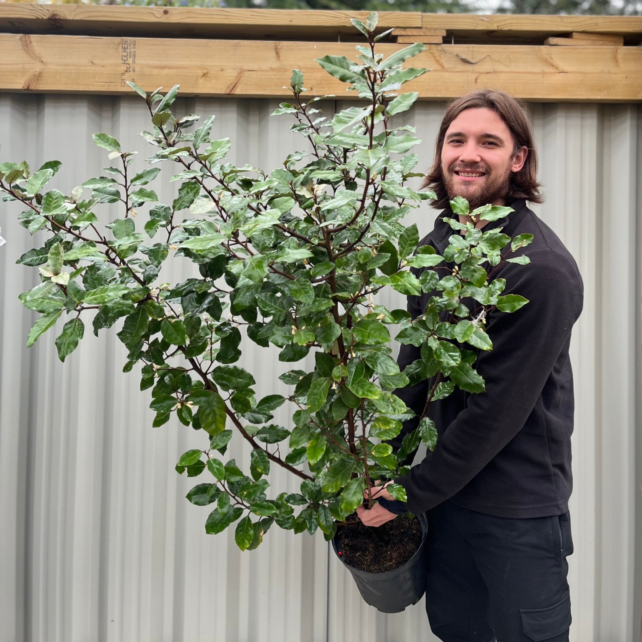 Elaeagnus x ebbingei Compacta (Multibuy Offers Available)