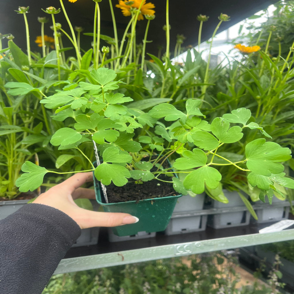 Aquilegia Spring Magic Rose' 9cm