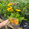 Coreopsis grandiflora 'Illico' 9cm/1.5L