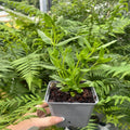 Salvia guaranitica 'Black and Bloom' 9cm Pot/3L