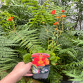 Geum Borisii 9cm