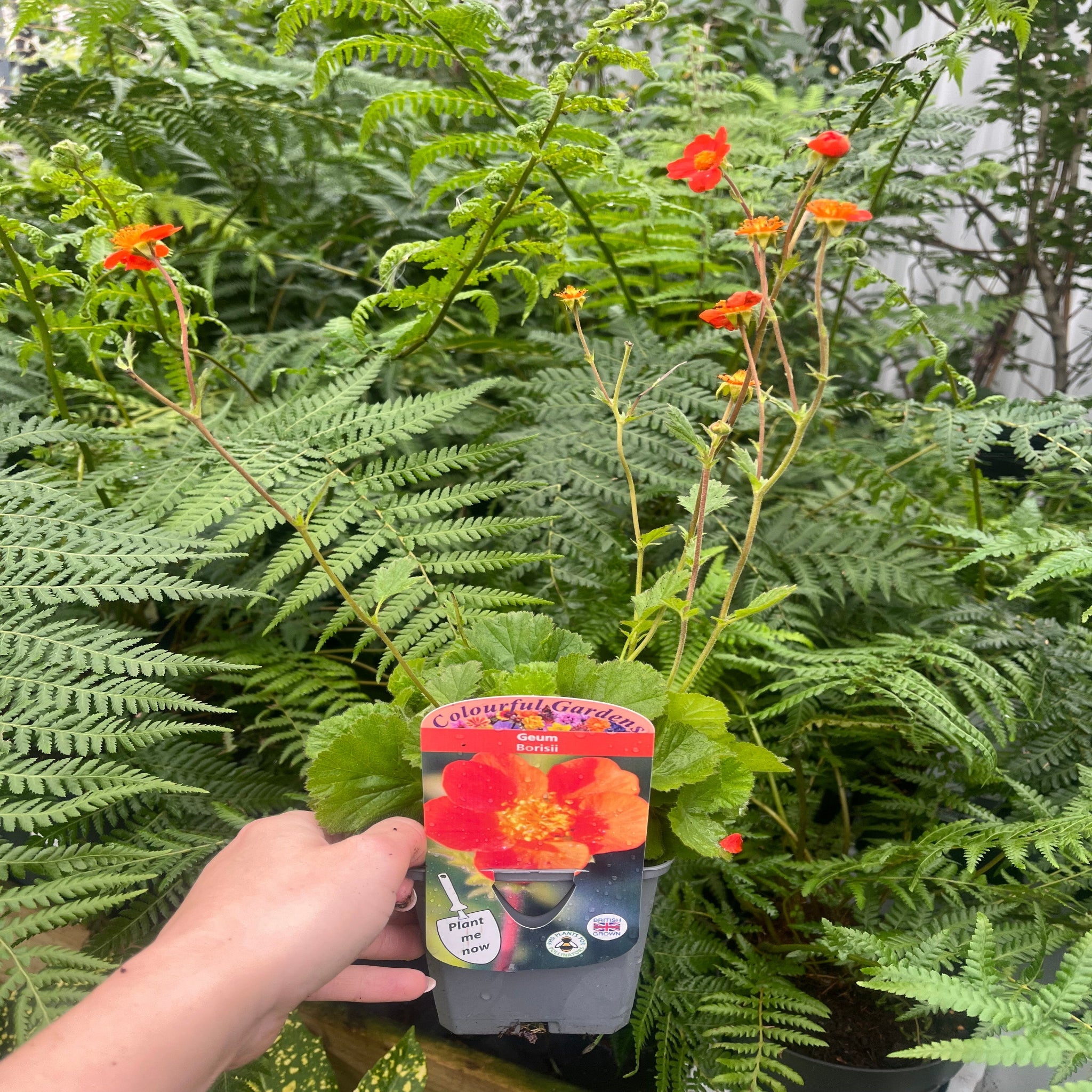 Geum Borisii 9cm
