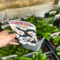 Leucanthemum x superbum Madonna'  9cm/1.5L
