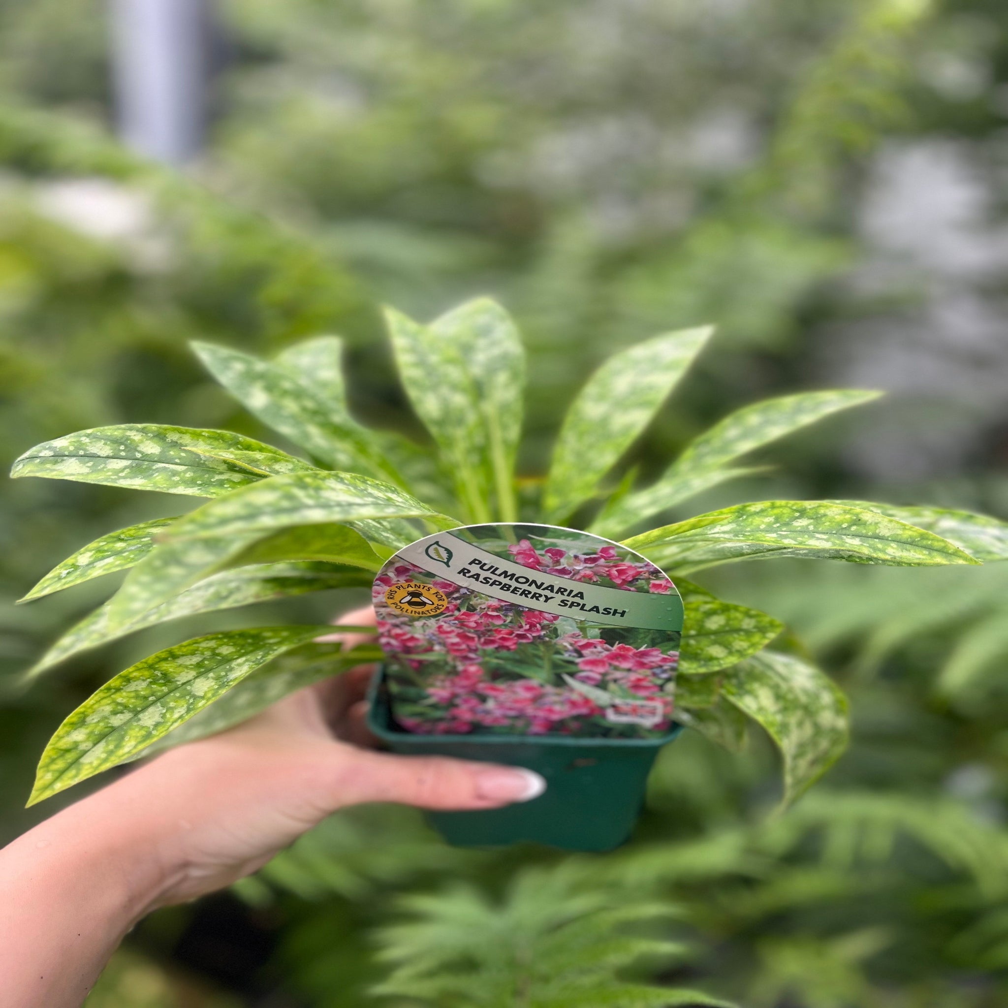 Pulmonaria 'Raspberry Splash' 9cm/2L