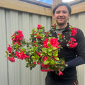 Azalea Florida 1.5L / 5L