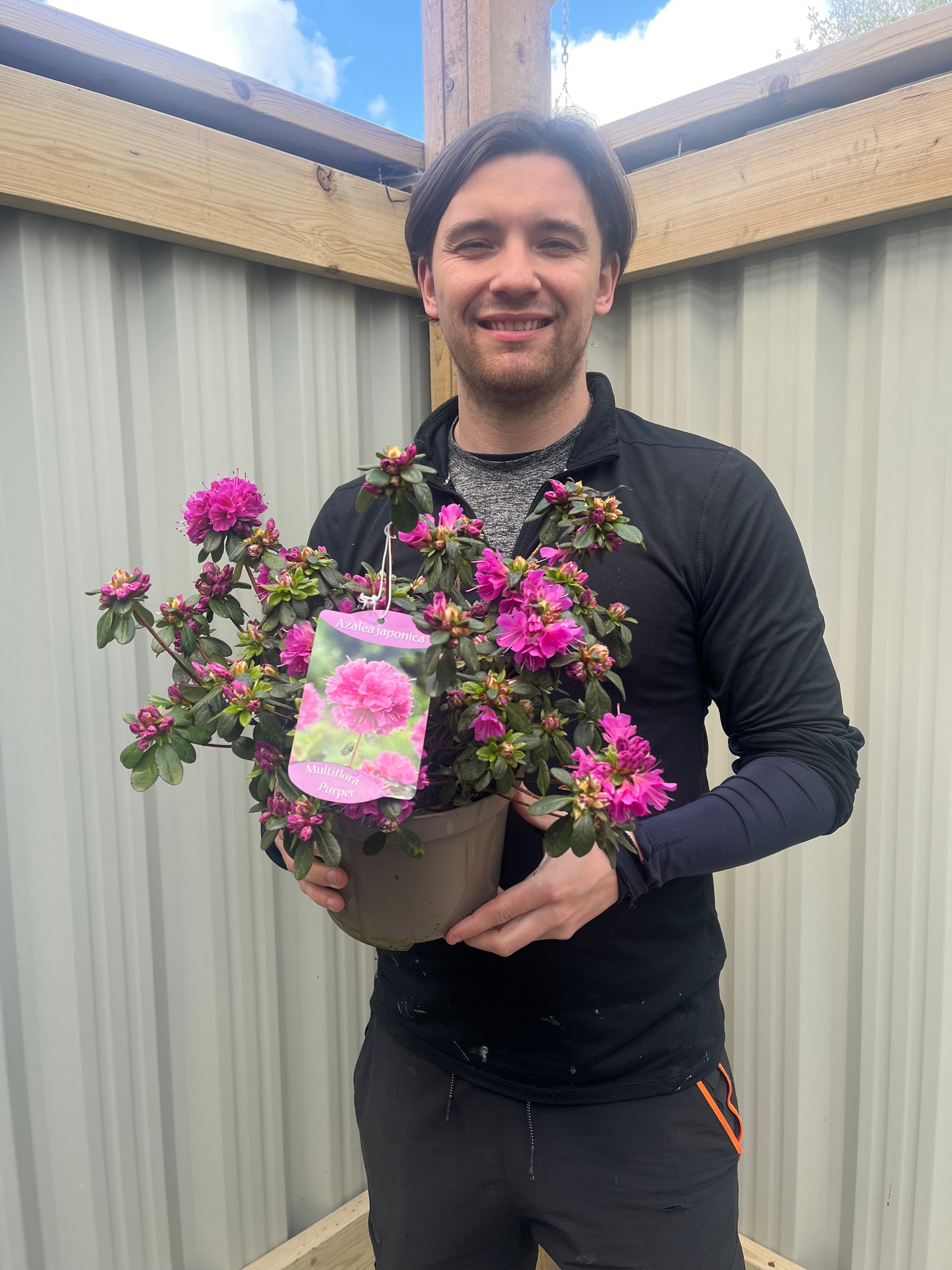 Azalea japonica 'Multiflora Purper' 1.5L