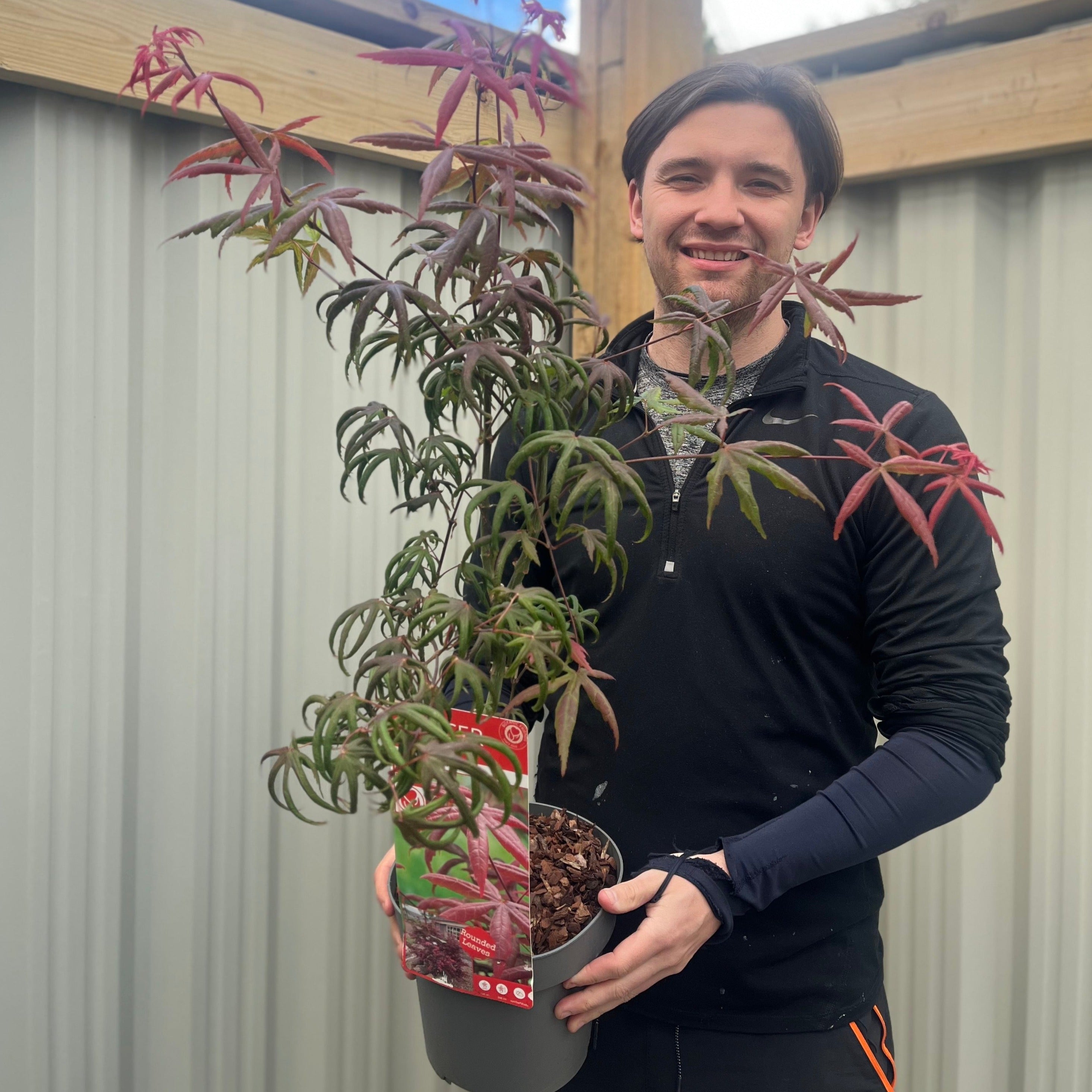 Acer palmatum 'Starfish' 3L