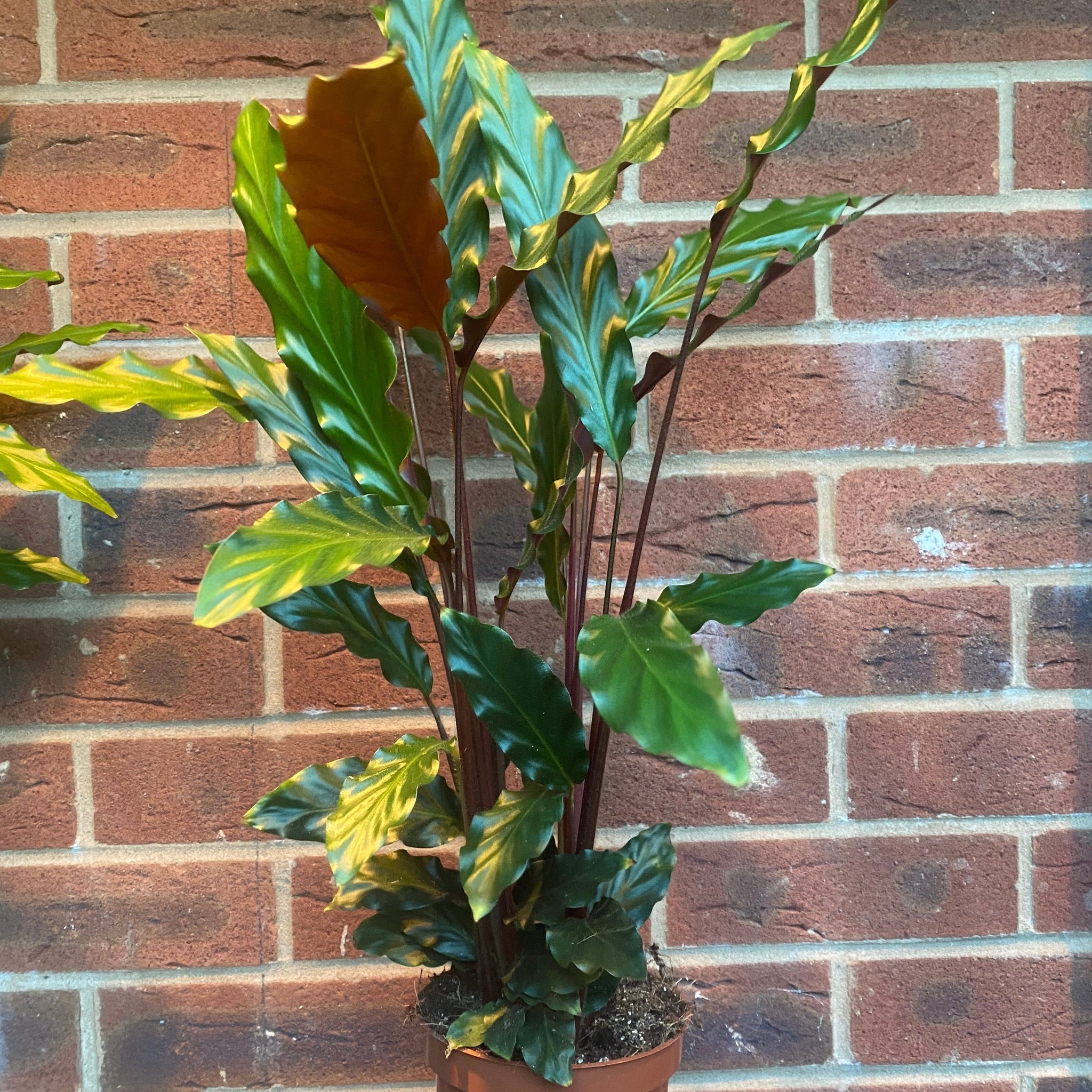 Calathea Tropistar