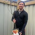 Dwarf/Patio Apple Tree - Malus domestica 'Vitalstar' 4L