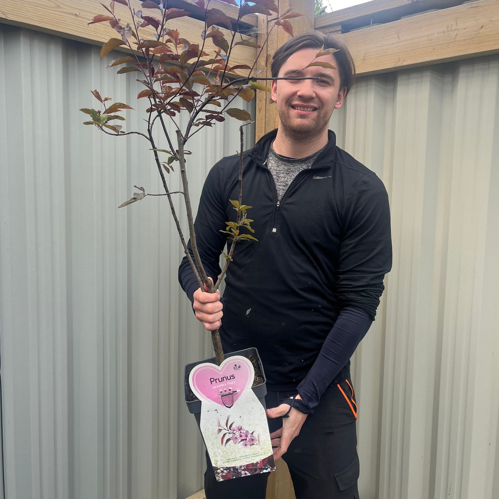 Ornamental Flowering Cherry Blossom Tree Dwarf - Prunus cerasifera ‘Nigra’ 80-100cm