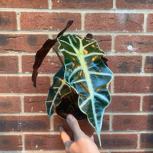 Alocasia (Elephant's Ear) 35-40cm