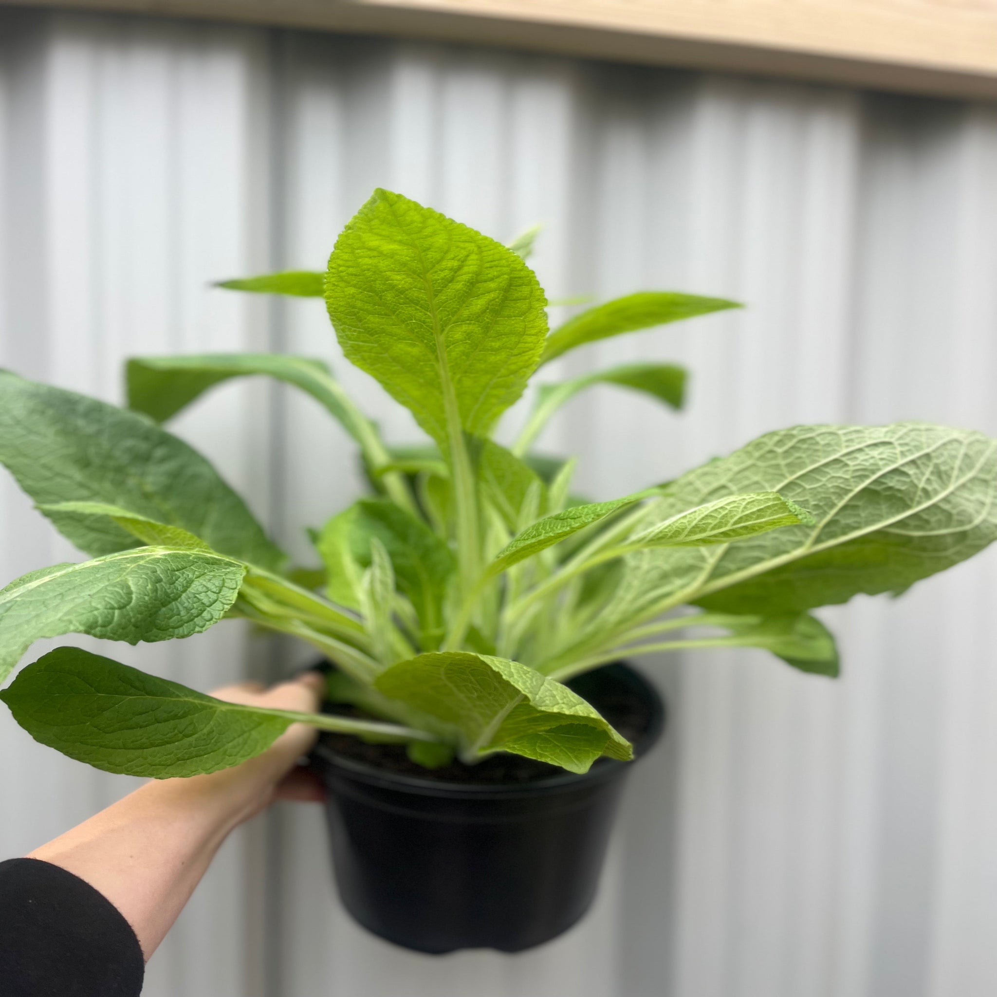 Digitalis purpurea 'Dalmation White' 9cm/3L