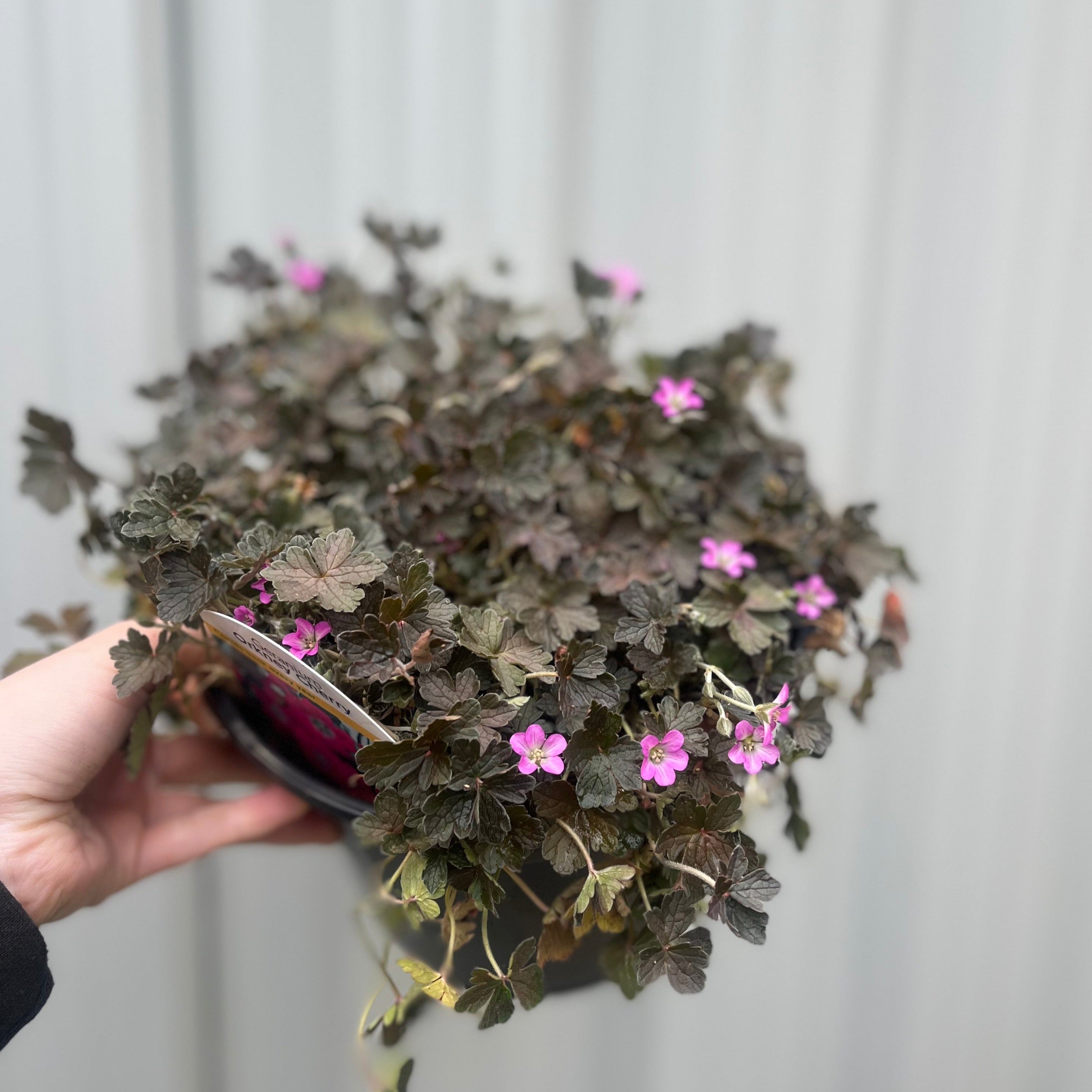Geranium 'Orkney Cherry' 3L