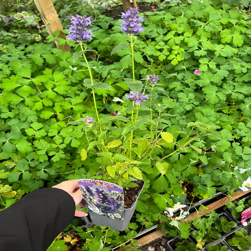 AGASTACHE foeniculum 'Black Adder' 9cm
