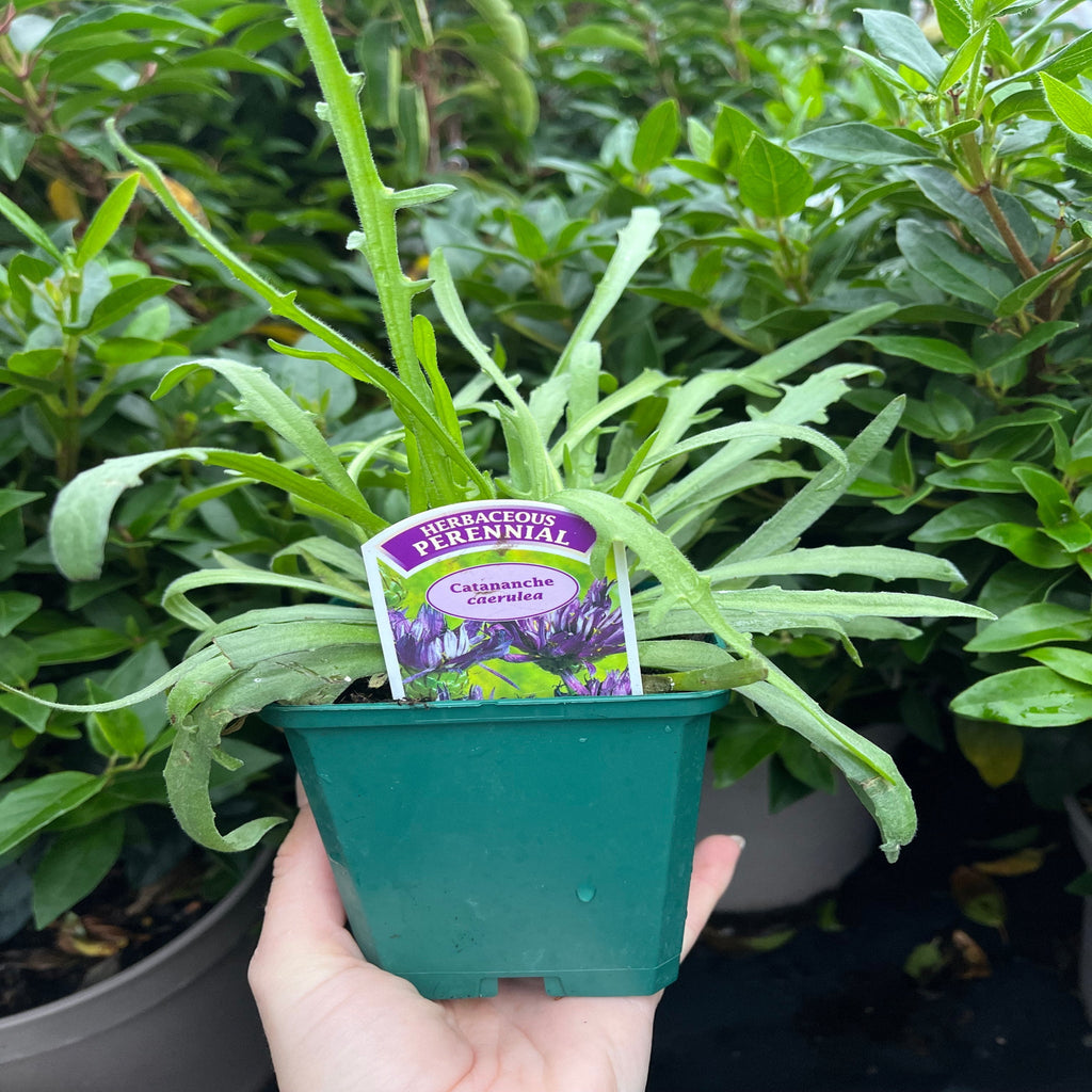 Catananche caerulea 9cm/2L
