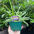 Catananche caerulea 9cm/2L