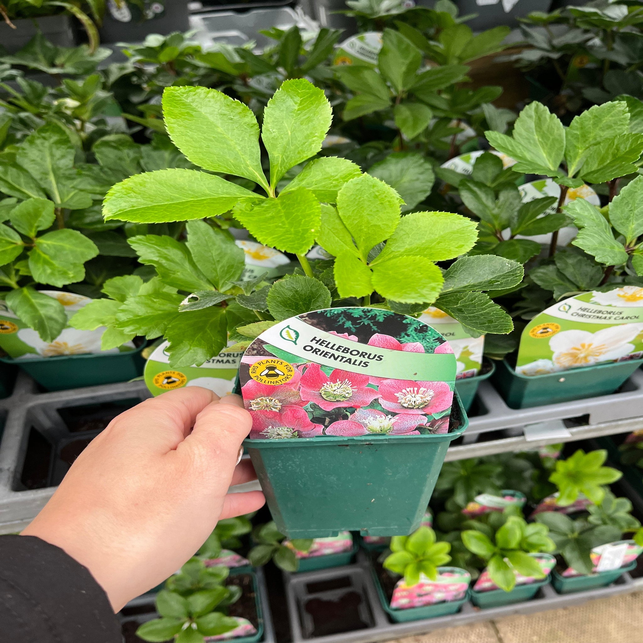 Hellebore/Helleborus orientalis - Pink (9cm)