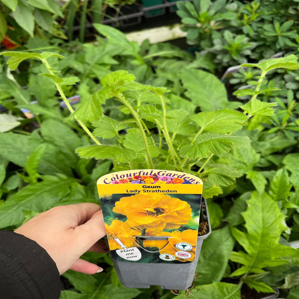 Geum 'Lady Stratheden' (Various Sizes Available)